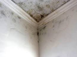 Darlington, WI Mold Inspection Company