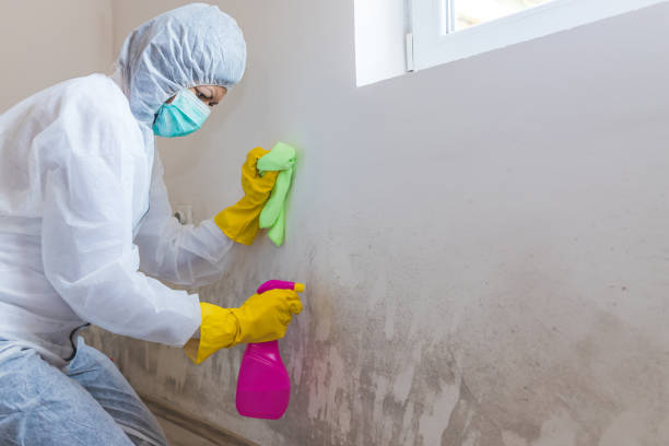 Environmental Consulting for Mold Prevention in Darlington, WI